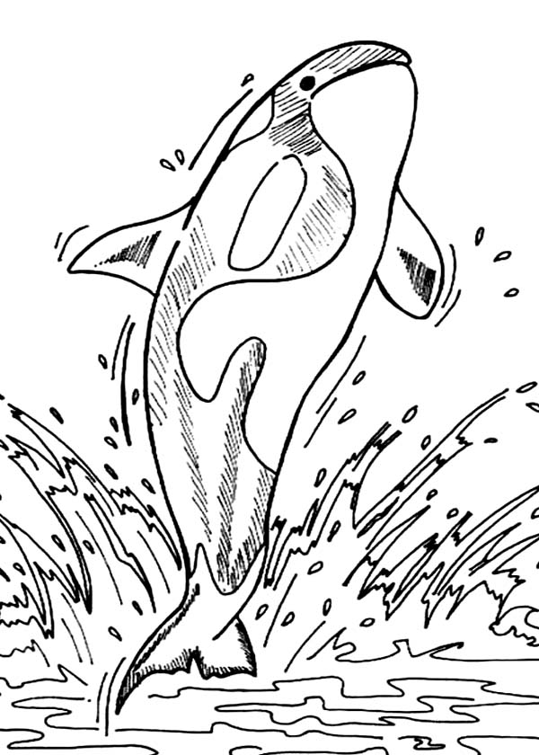 Killer Whale Coloring Pages Orca 600x840 Killer Whale Coloring Pages Orca