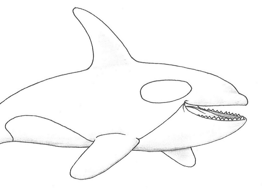 Awesome Killer Whale Coloring Page Free Coloring Pages For Children 1089x800 Awesome Killer Whale Coloring Page Free Coloring Pages For Children