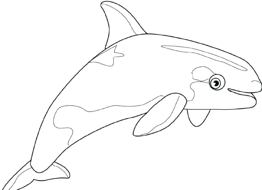 Killer Whale Coloring Pages Whale Coloring Pages Parts Of A Killer 900x653 Killer Whale Coloring Pages Whale Coloring Pages Parts Of A Killer