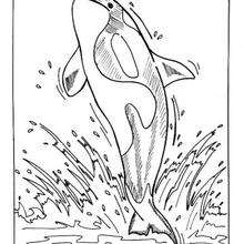 Whale Coloring Pages, Drawing For Kids, Reading Amp Learning 220x220 Whale Coloring Pages, Drawing For Kids, Reading Amp Learning