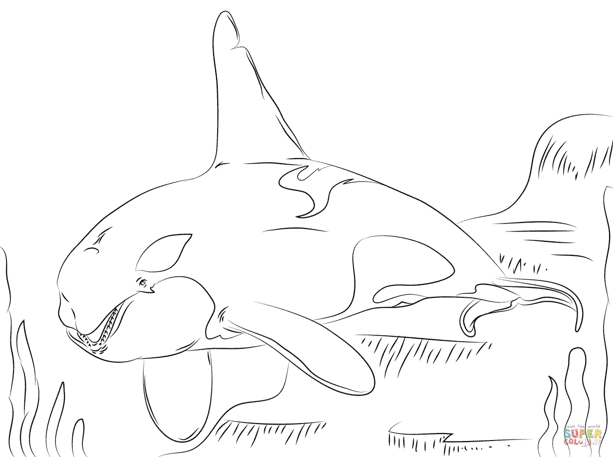 Whale Coloring Pages Awesome Beautiful Killer Whale Coloring Page 1228x916 Whale Coloring Pages Awesome Beautiful Killer Whale Coloring Page