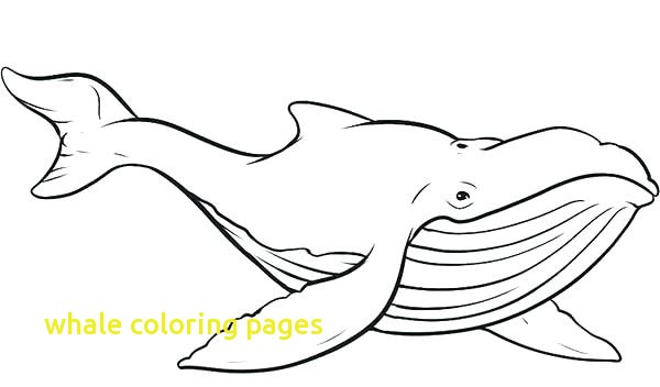 Whale Coloring Pages With Whale Coloring Page Killer Whale 600x352 Whale Coloring Pages With Whale Coloring Page Killer Whale