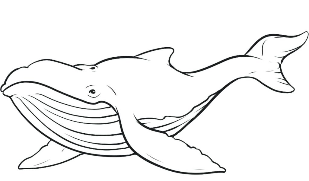 Coloring Pages ~ Whale Coloring Pages Download 3 Free Killer Whale 1024x600 Coloring Pages ~ Whale Coloring Pages Download 3 Free Killer Whale