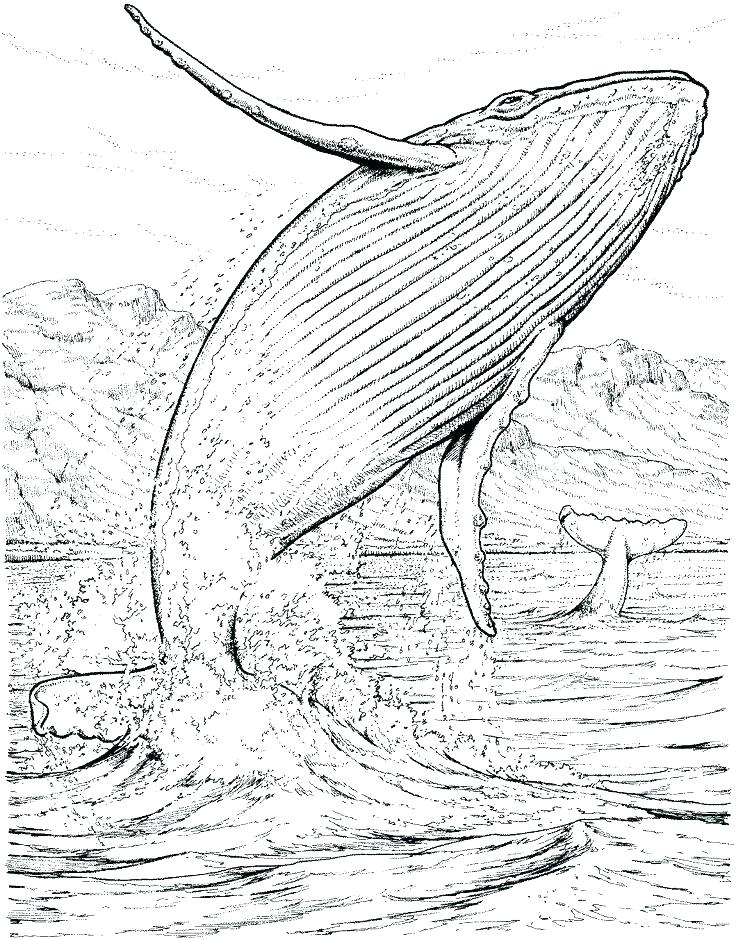 Humpback Whale Coloring Page Humpback Whale Coloring Page Killer 736x939 Humpback Whale Coloring Page Humpback Whale Coloring Page Killer