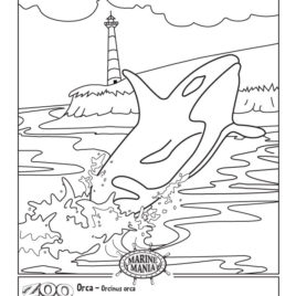 268x268 Killer Whale Coloring Pages Killer Whale Orca Coloring Page