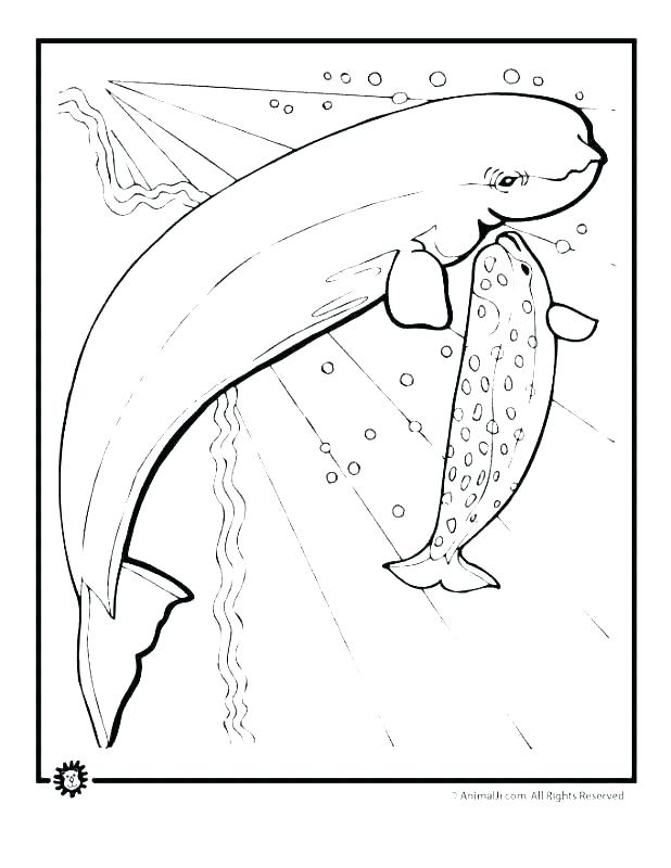 618x800 Orca Whale Coloring Pages Coloring Page Killer Whale Pages