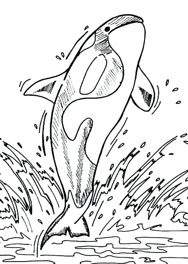 600x840 Orca Whale Coloring Pages Whale Coloring Page Splash Killer Whale