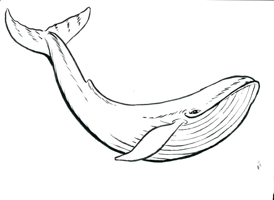 878x641 Orca Whale Coloring Pages Whale Coloring Pages Whale Coloring