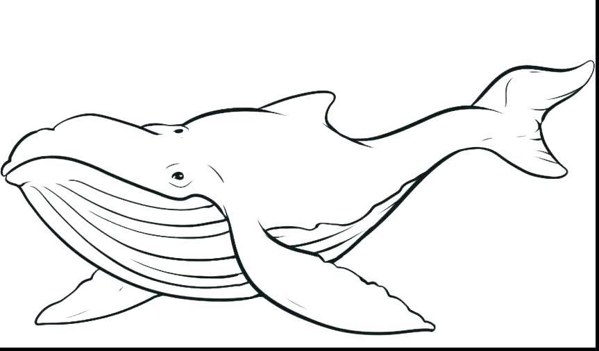 863x506 Whale Coloring Sheets Killer Whale Coloring Pages Killer Whale