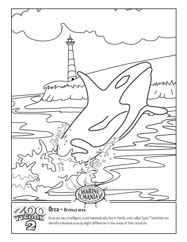 618x800 Whales Coloring Pages Whale Coloring Pages Killer Whale Coloring
