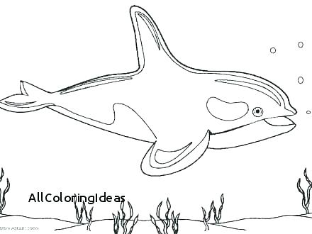 440x330 Killer Whale Coloring Page Killer Whale Coloring Page New Whale
