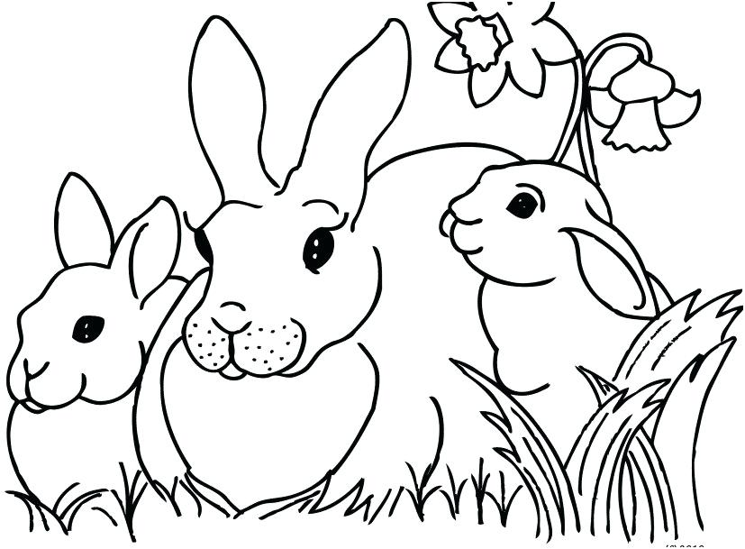 Easter Bunny Coloring Pages Free Printable St Bunnies To Color 827x609 Easter Bunny Coloring Pages Free Printable St Bunnies To Color