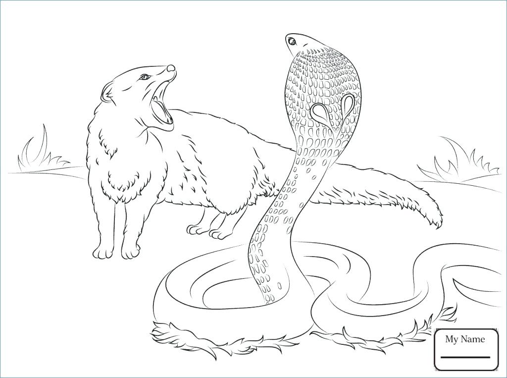 1024x763 King Cobra Coloring Pages Home Improvement Stores Sacramento