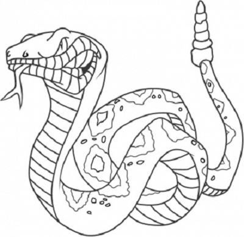 800x776 King Cobra Coloring Pages Many Interesting Cliparts
