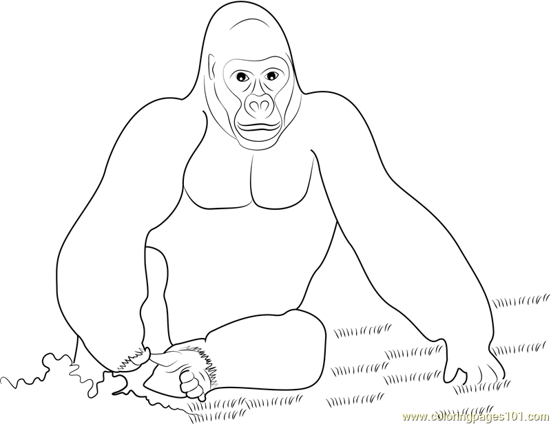 King Kong Gorilla Coloring Page 800x616 King Kong Gorilla Coloring Page