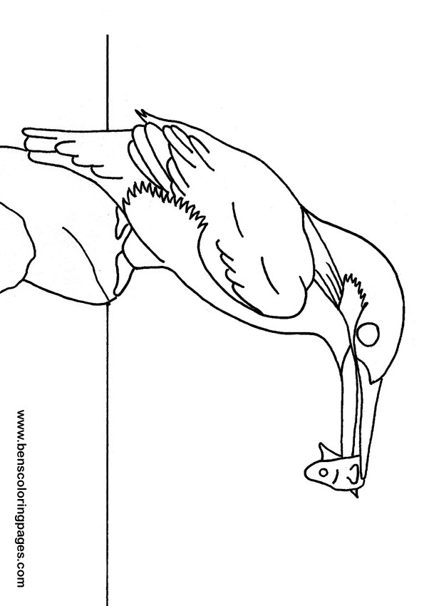 Kingfisher Coloring Book 595x850 Kingfisher Coloring Book