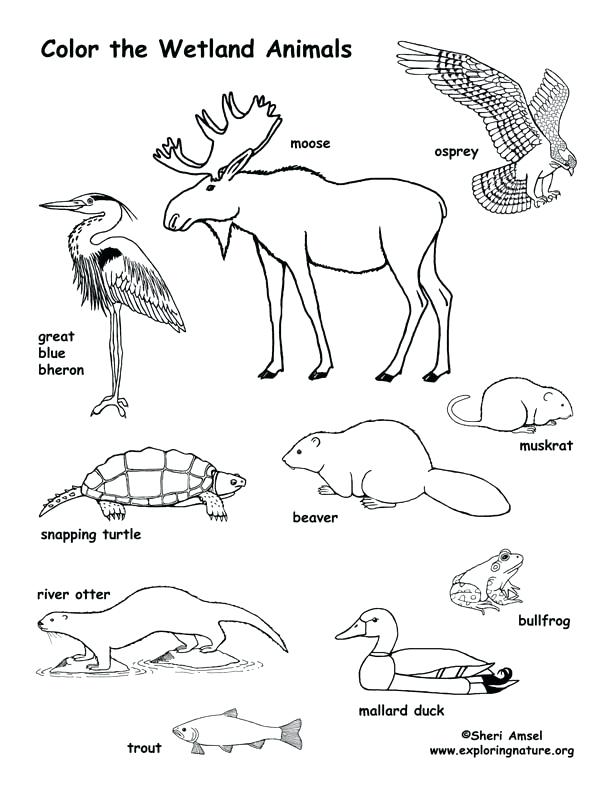 Ocean Habitat Coloring Pages Images Of Ocean Habitat Coloring Page 612x792 Ocean Habitat Coloring Pages Images Of Ocean Habitat Coloring Page
