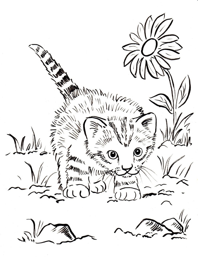 Kitten Coloring Pages For Adults 760x985 Kitten Coloring Pages For Adults