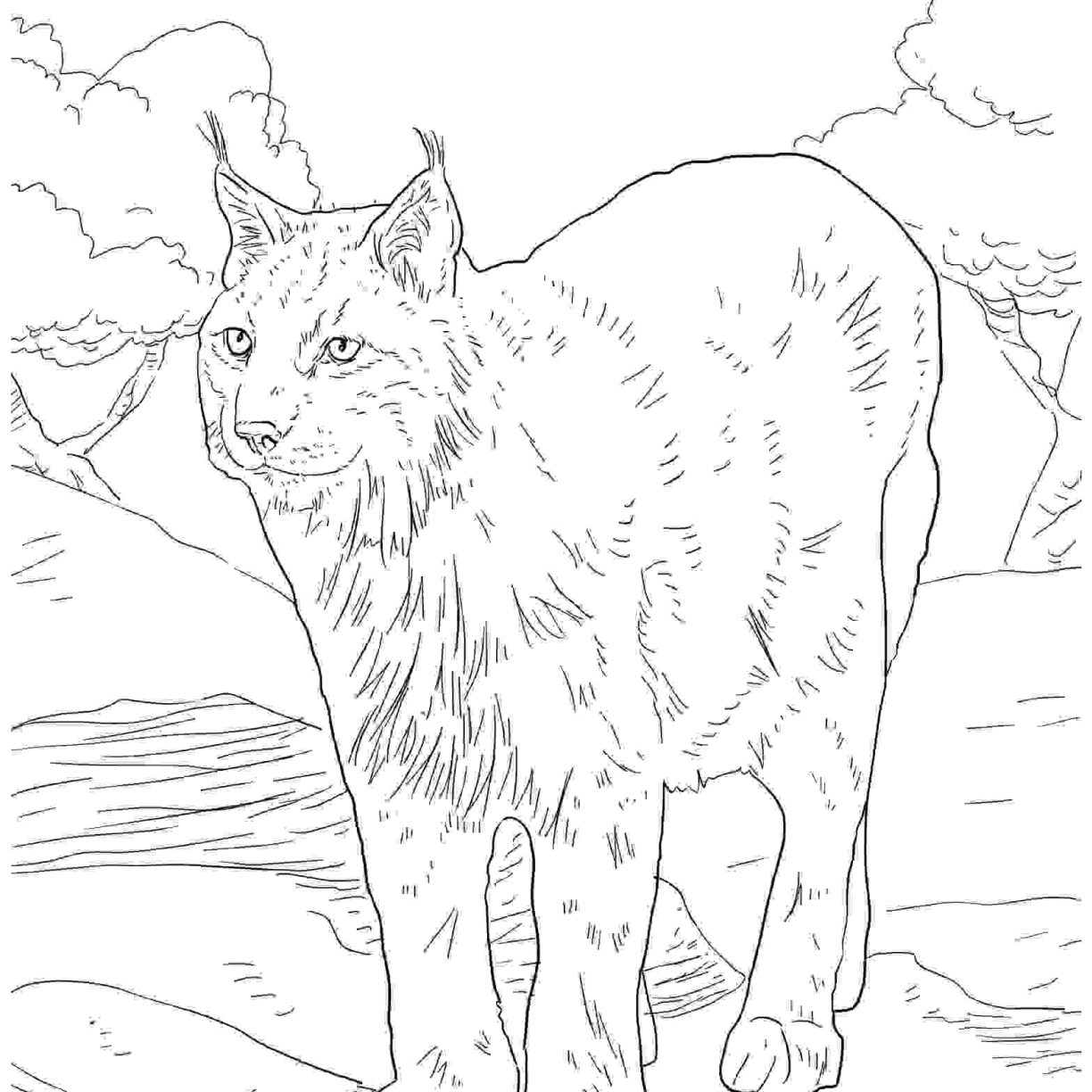 Archaicawful Lynx Coloring Pages For Kids Page Cat Printable 1224x1224 Archaicawful Lynx Coloring Pages For Kids Page Cat Printable