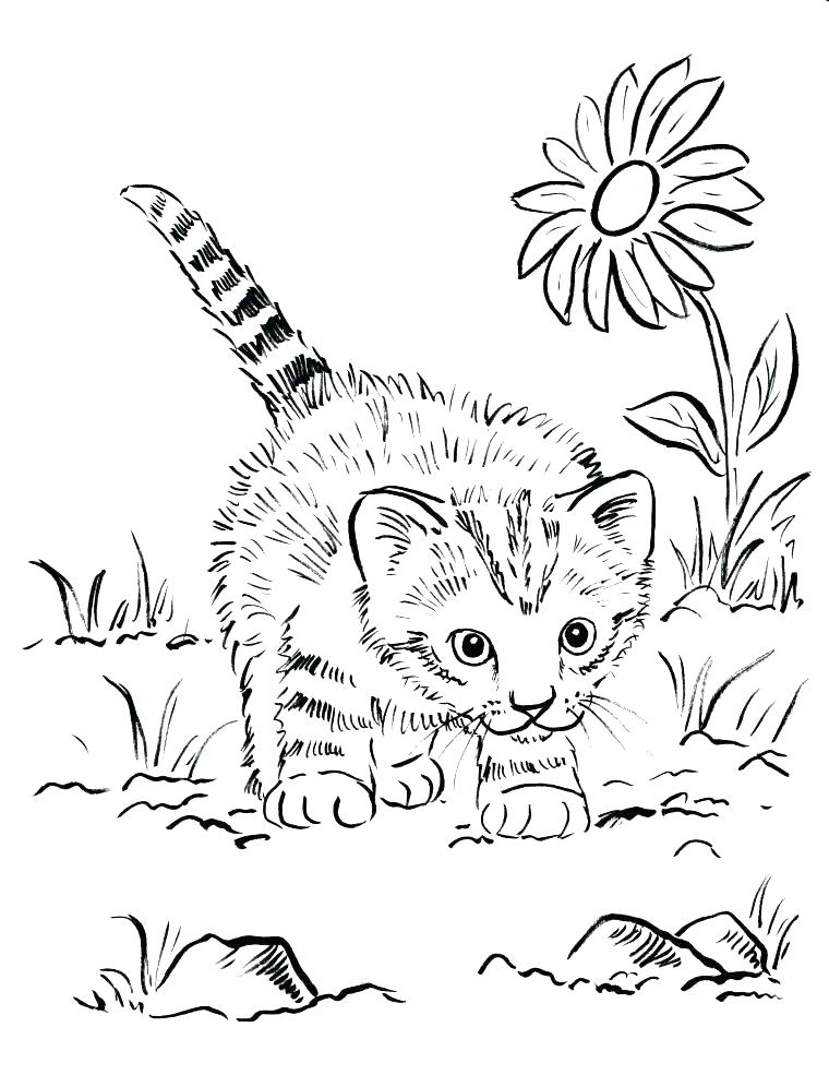 Cute Kitten Coloring Pages Kittens Coloring Pages Printable Kitten 760x985 Cute Kitten Coloring Pages Kittens Coloring Pages Printable Kitten