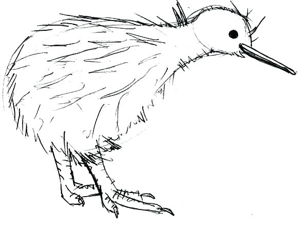 Kiwi Bird Coloring Page Kiwi Bird Coloring Page Kiwi Animal 600x446 Kiwi Bird Coloring Page Kiwi Bird Coloring Page Kiwi Animal