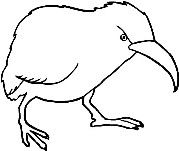 Angry Kiwi Bird Coloring Pages 600x506 Angry Kiwi Bird Coloring Pages