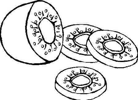 Kiwi Slices Coloring Page Amp Coloring Book 448x324 Kiwi Slices Coloring Page Amp Coloring Book