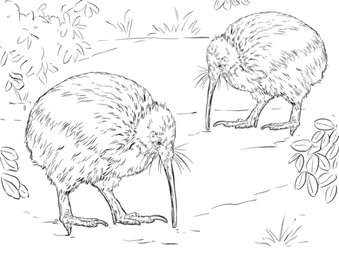 North Island Brown Kiwi Coloring Page Coloring Pages 480x360 North Island Brown Kiwi Coloring Page Coloring Pages