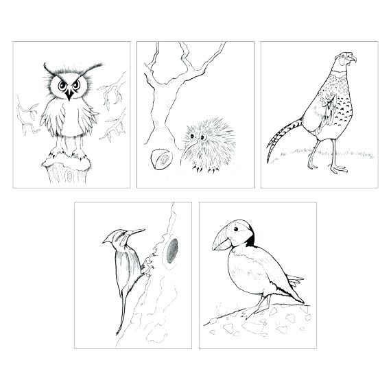 Puffin Coloring Page Kiwi Bird Coloring Page 5 Bird Coloring Page 570x570 Puffin Coloring Page Kiwi Bird Coloring Page 5 Bird Coloring Page
