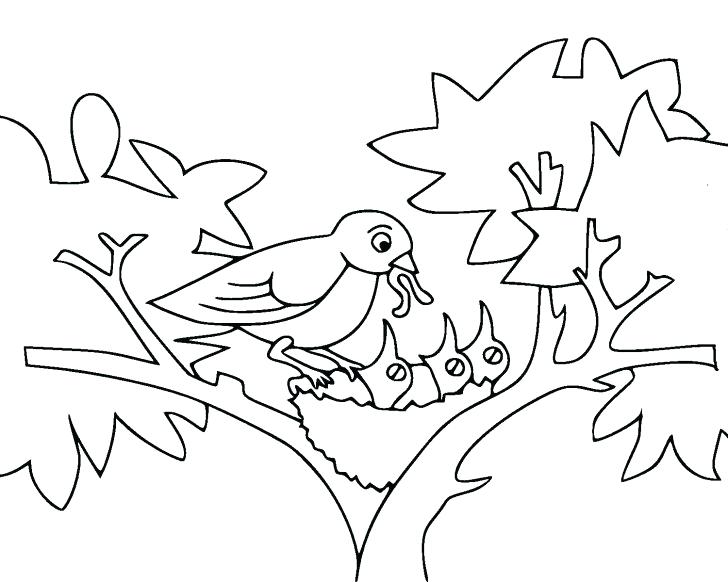 Drawing Kiwi Bird Coloring Pages 728x582 Drawing Kiwi Bird Coloring Pages