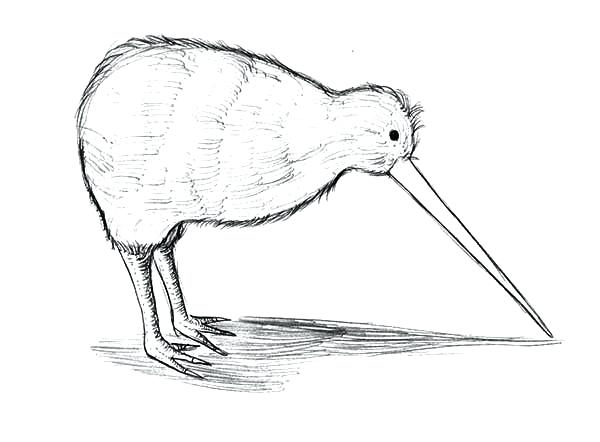 New Zealand Kiwi Bird Coloring Pages Wesmec.site 600x442 New Zealand Kiwi Bird Coloring Pages Wesmec.site