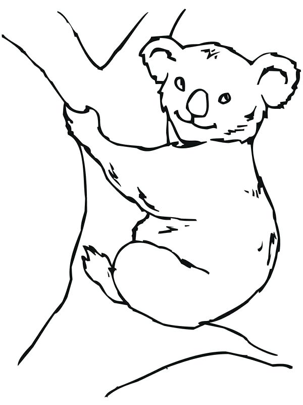 600x800 Koala Bear Coloring Pages Koala Bear On Big Tree Coloring Page