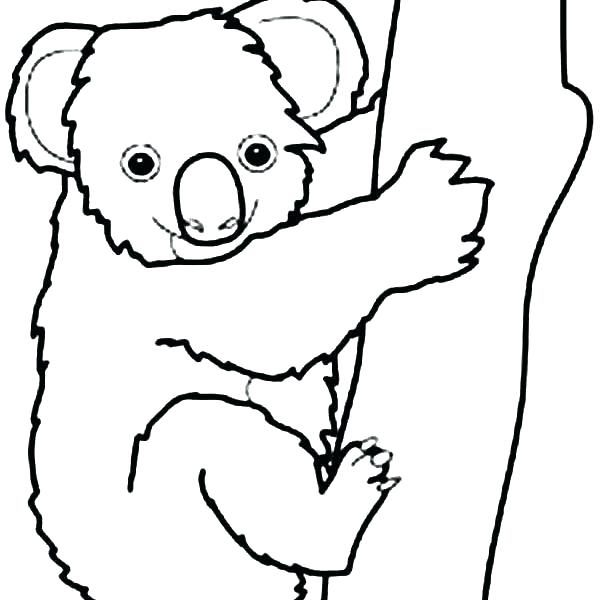 600x600 Koala Coloring Pages Koala Bear Coloring Pages Koala Coloring