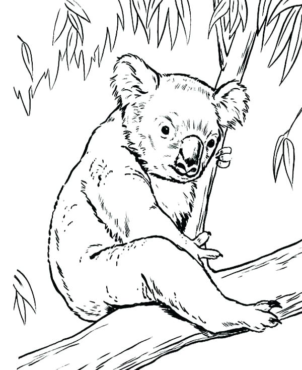 600x734 Koalas Coloring Pages Cheap Koala Ring Pages Online Baby Bear