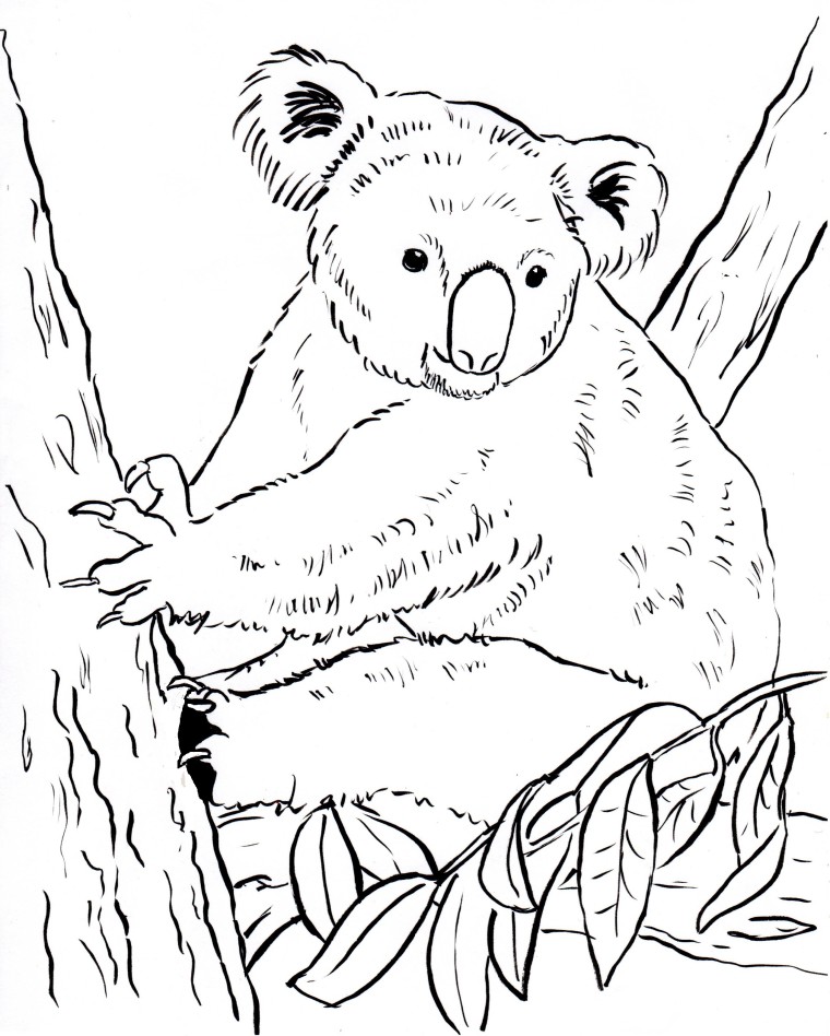 760x948 Koala Bear Coloring Page