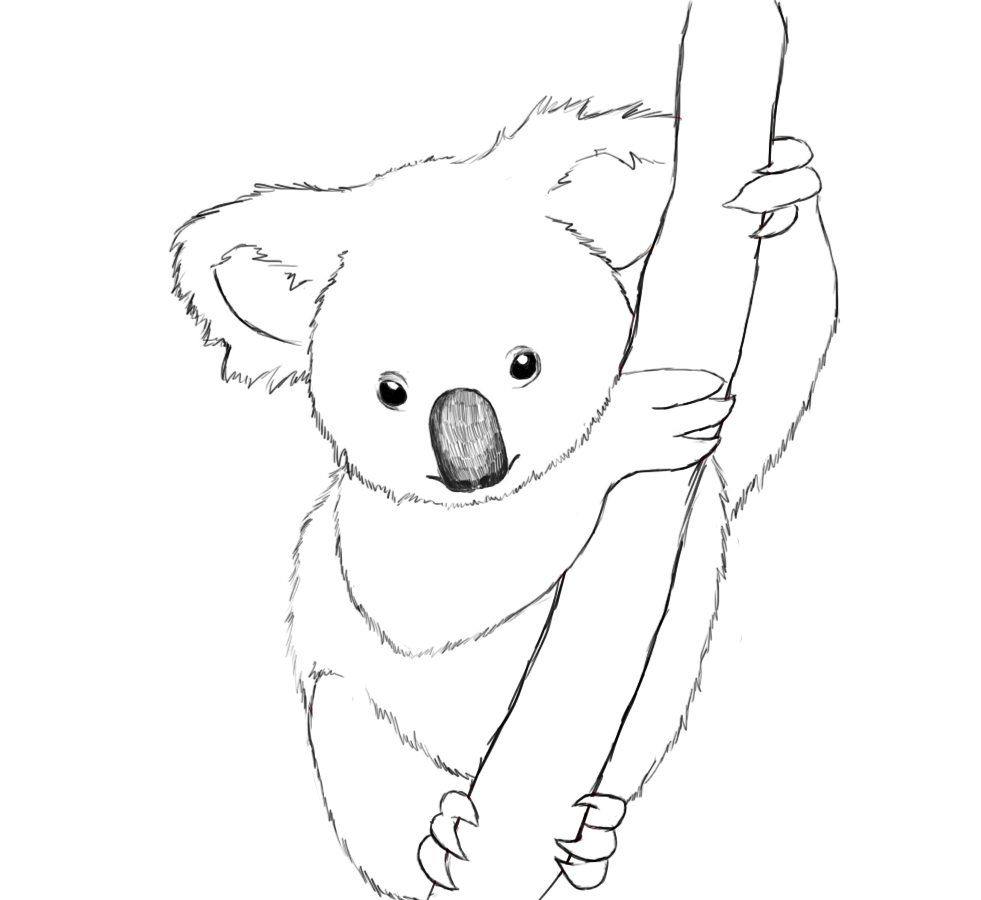 981x900 How To Draw A Koala Discovery Channel, Kangaroos And Discovery