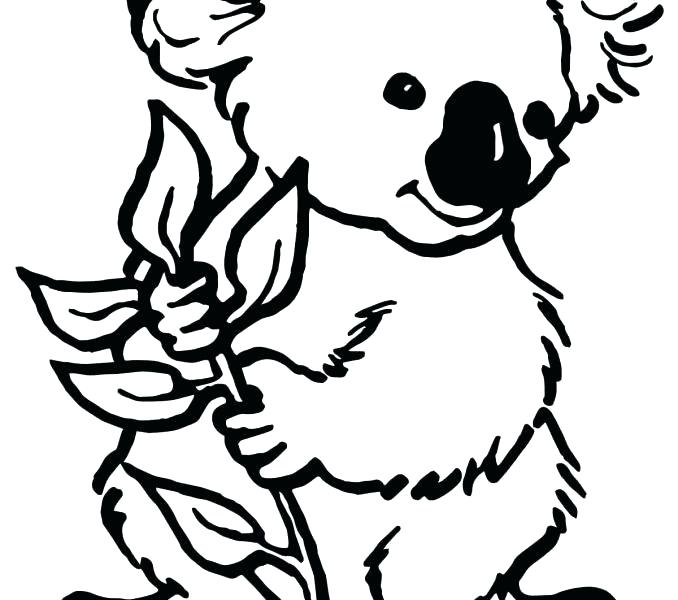 678x600 Surprising Koala Coloring Pages
