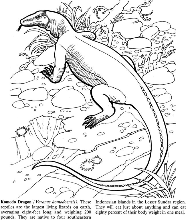 650x770 Endangered Animals By Jan Sovak Coloring Page 1 Welcome