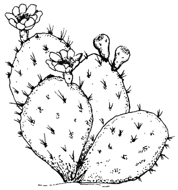 600x641 Beware Of Cactus Thorn Coloring Pages Best Place To Color