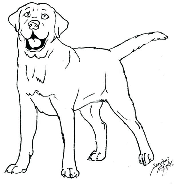 618x641 Labrador Coloring Pages