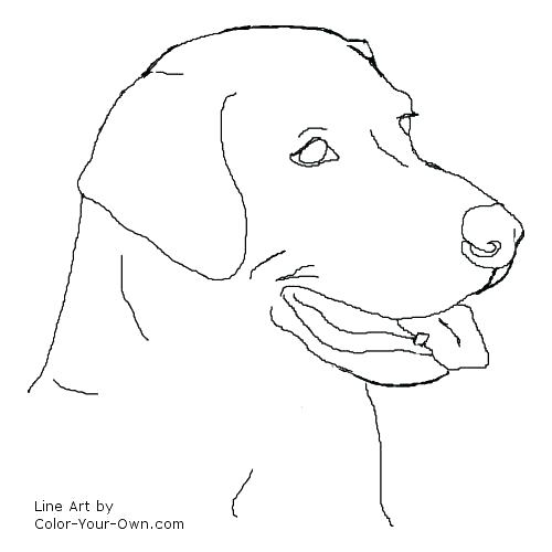 500x500 Labrador Retriever Coloring Pages Retriever Coloring Pages Back