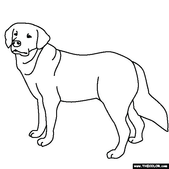 560x560 Labrador Retriever Coloring Pages Retriever Coloring Pages Golden