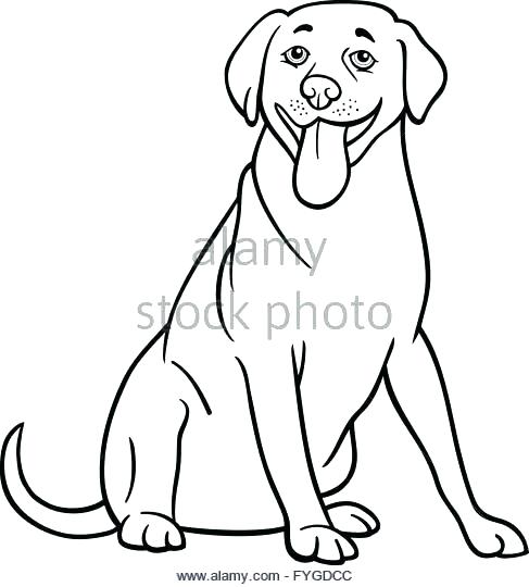 487x540 Labrador Retriever Coloring Pages Retriever Colouring Pages
