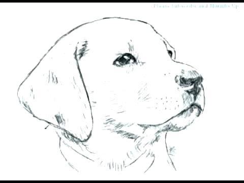 Real Dog Coloring Pages 480x360 Real Dog Coloring Pages