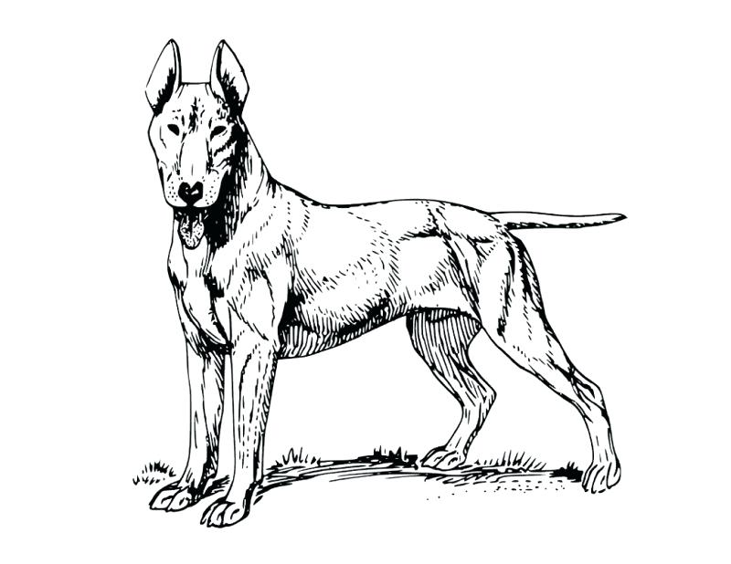 Realistic Dog Coloring Pages 800x618 Realistic Dog Coloring Pages