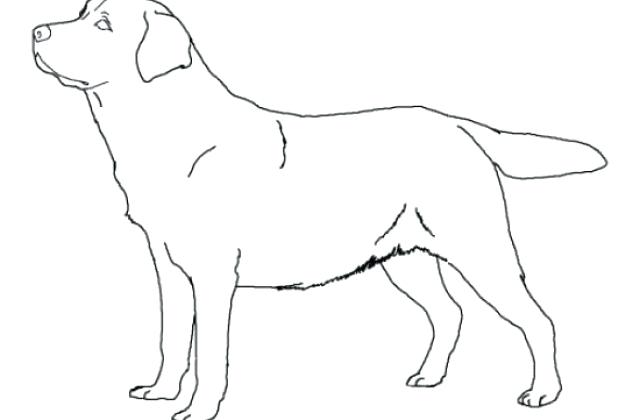 640x420 Labrador Retriever Coloring Pages Retriever Coloring Page Labrador