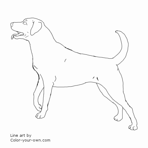 Lab Coloring Pages Photos Dog Labrador Retriever Coloring Page 500x500 Lab Coloring Pages Photos Dog Labrador Retriever Coloring Page