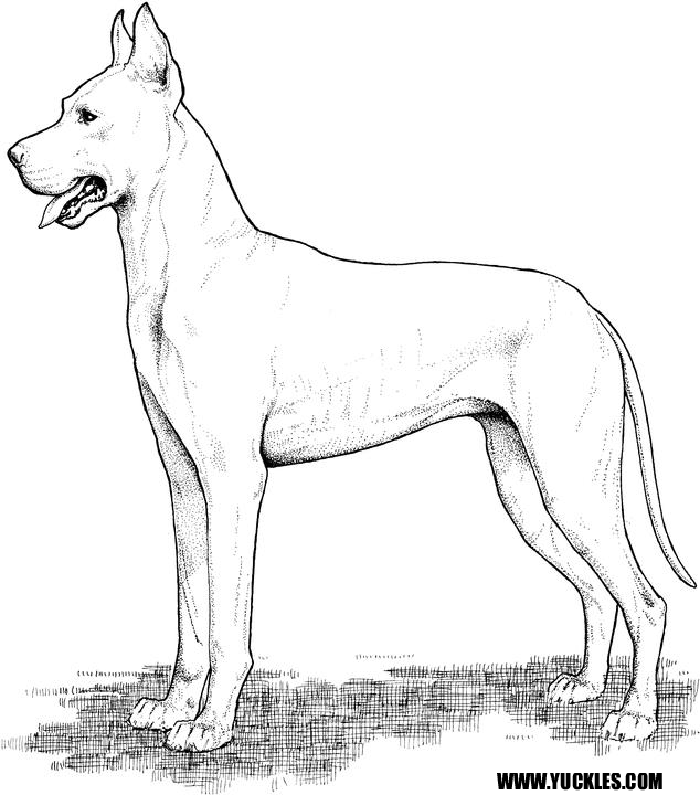 634x720 Great Dane Coloring Page By Yuckles!
