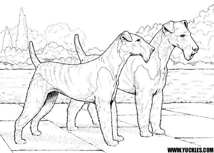700x500 Airedale Terrier Coloring Page By Yuckles!