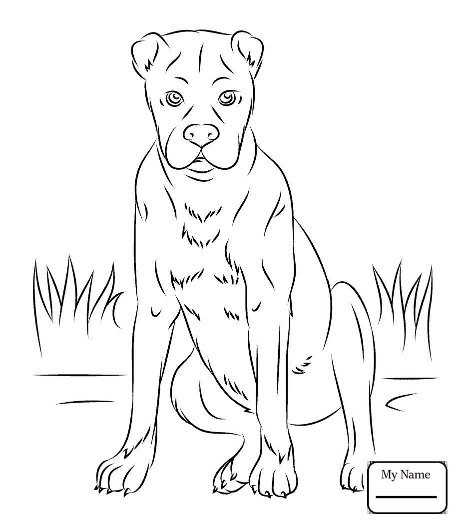 Labradoodle Coloring Pages at GetColorings.com | Free printable ...